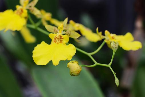 9月中旬のオンシジウムの花 9月中旬のオンシジウムの花 オンシジウム,黄色,花の写真素材