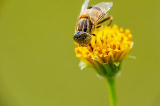 コセンダングサの蜜を吸う蠅 コセンダングサの蜜を吸う蠅の写真