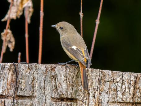 木にとまるジョウビタキのメス・ジョビコ ジョウビタキ,ジョビコ,鳥の写真素材