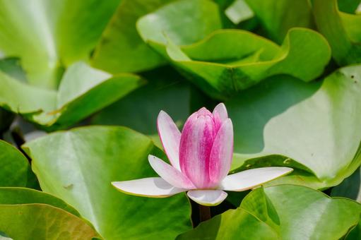 Photo, early summer, flower, water lily, 