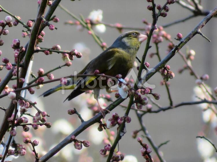 梅のつぼみとカワラヒワ カワラヒワ,鳥,梅の写真素材