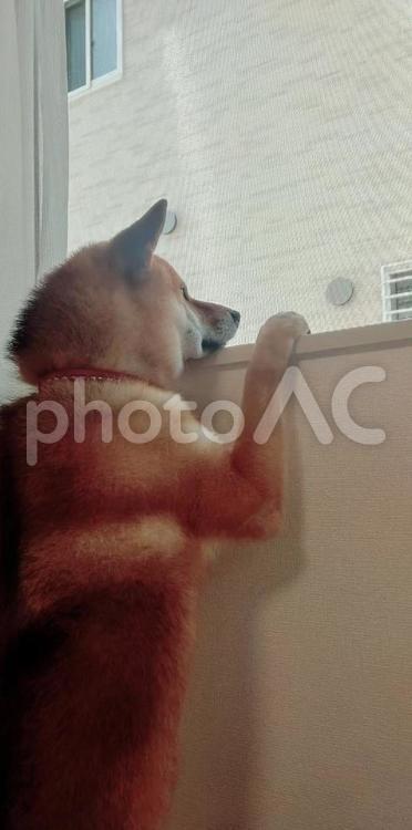 犬と暮らし 犬,いぬ,イヌの写真素材
