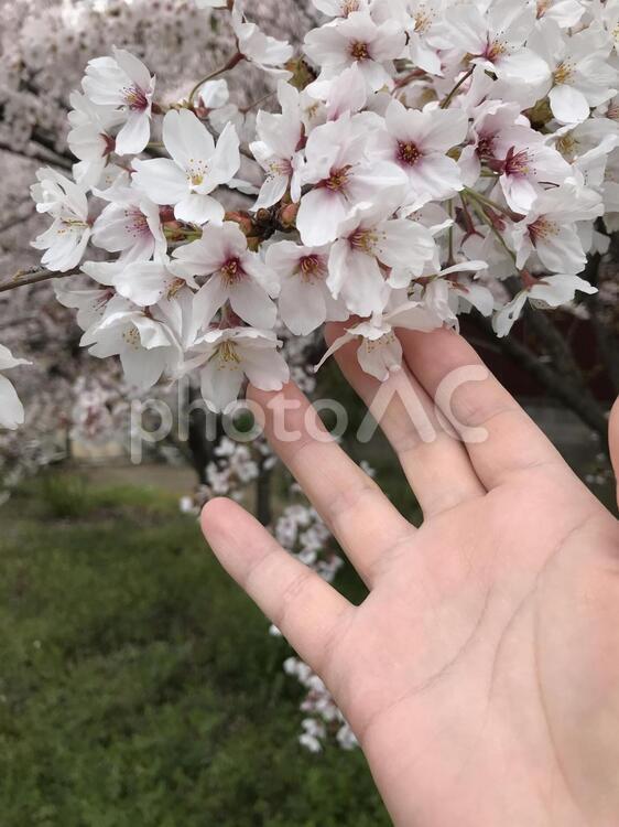 桜の花に手を添えて 花,植物,自然の写真素材
