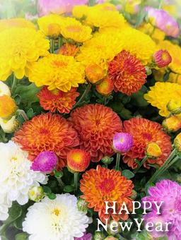 年賀状・ 年賀状,菊,花の写真素材