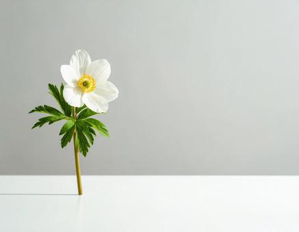 白いポピーの花 白いポピーの花の写真
