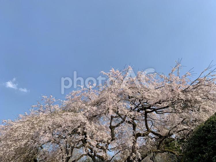 青空と枝垂れ桜 桜,満開,春の写真素材