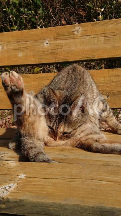 毛繕いをする公園猫 猫,ネコ,公園猫の写真素材