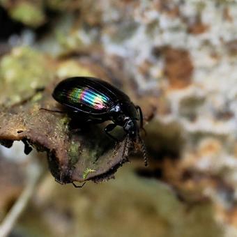 Photo, long rainbow floor beetle, bedbug, insect, 