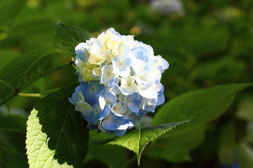 紫陽花 紫陽花の写真