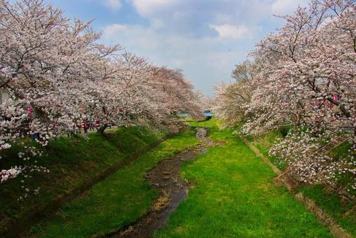 桜 桜,サクラ,春の写真素材