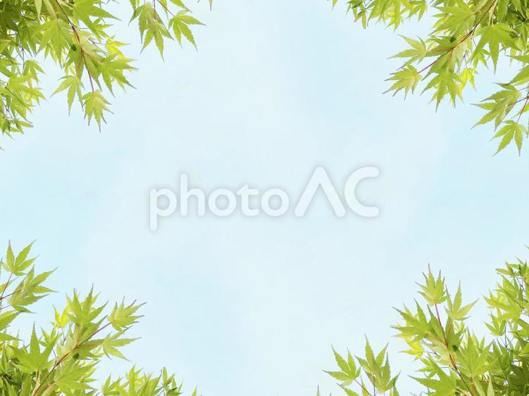 初夏の息吹　新緑の葉と爽やかな空 新緑,芽吹き,初夏の写真素材