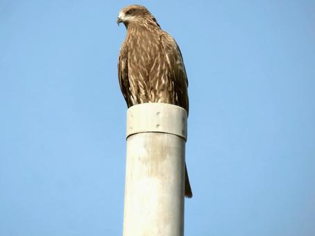 Black Kite, JPG Black Kite, JPG