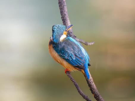 枝にとまるカワセミの写真