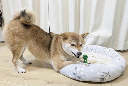 おしりが上がっているポーズの柴犬 柴犬,室内犬,ふわふわ布団の写真素材