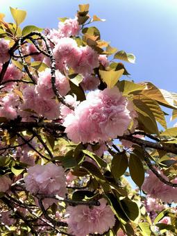 八重桜 01 八重桜 01の写真