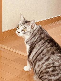 気になる猫 ねこ,ネコ,動物の写真素材