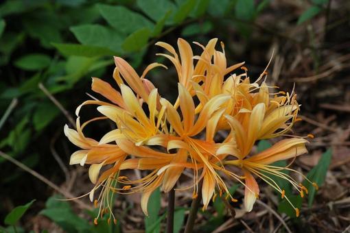 [Photo of cluster amaryllis] Scenery of cluster amaryllis blooming, JPG