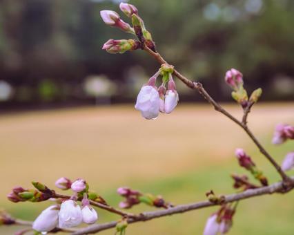 ソメイヨシノ桜ー29 ソメイヨシノ桜ー29の写真