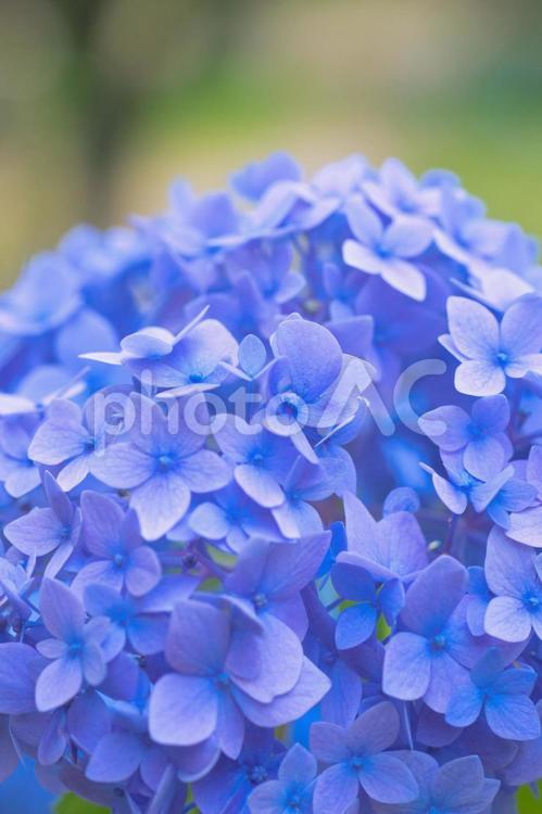 アジサイ　紫陽花　あじさい 6月,紫陽花,2023年の写真素材