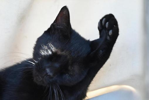 毛ずくろい 見つめる,かお,毛並みの写真素材