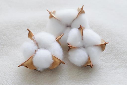コットンフラワー　綿花 コットンフラワー,綿花,植物の写真素材