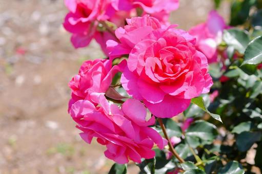 薔薇 うらら 薔薇 うららの写真