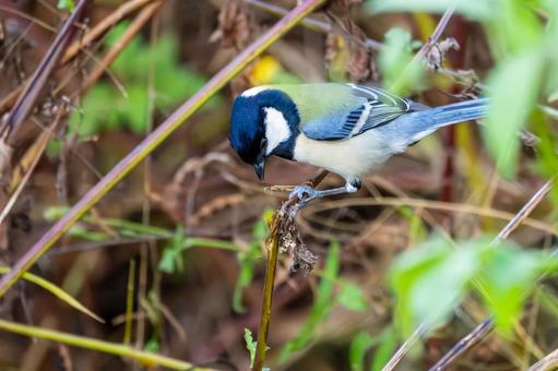シジュウカラ(129)の写真
