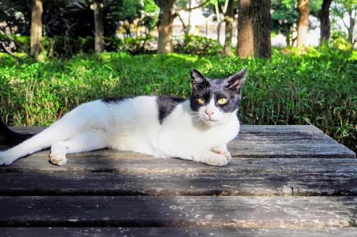 ベンチで寝るねこちゃん ベンチ,外ねこ,猫の写真素材