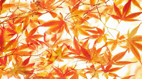 16x9 Red Maple Background, JPG