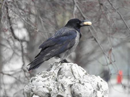 Crow, JPG Crow, JPG