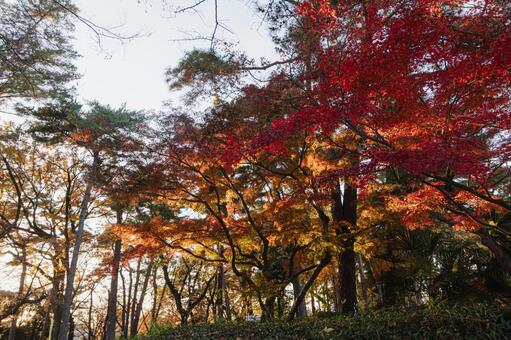 大宮公園の紅葉 もみじ,カエデ,秋の写真素材