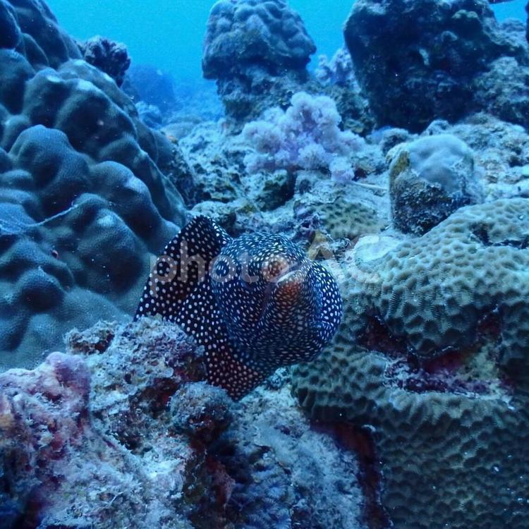 ダイビングで出会ったウツボ アクアラング(潜水用呼吸装置),アフリカ,インド洋の写真素材