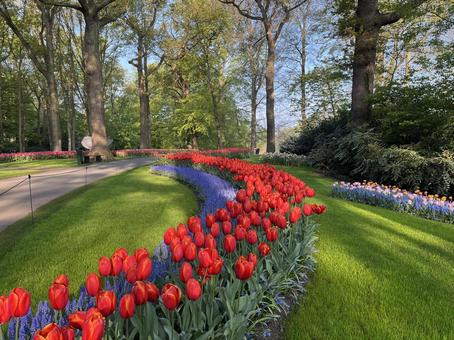 キューケンホフ公園 キューケンホフ公園 キューケンホフ,チューリップ,アムステルダムの写真素材