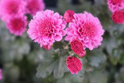 T字咲き 菊,スプレーマム,花の写真素材