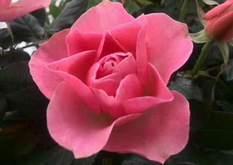 Pink rose, floral, outdoors, there are not many people, JPG