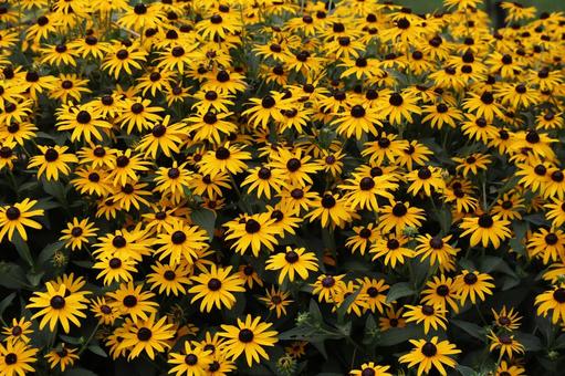 Photo, full bloom, yellow, leaflet, 