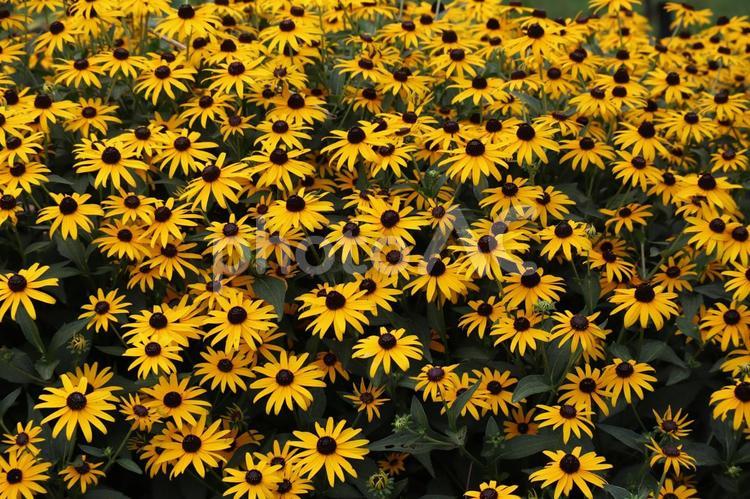 満開の黄色い花びらのルドベキアの咲く花壇 満開,黄色い,葉案ビラの写真素材