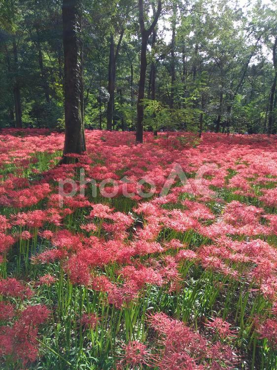 巾着田の曼殊沙華 巾着田,曼殊沙華,華の写真素材