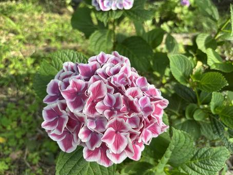 Photo, hydrangea, purple, green, 