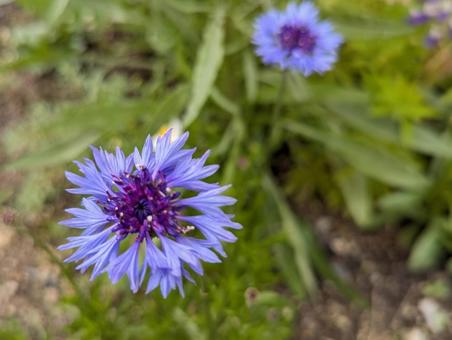 青のヤグルマギクの花のクローズアップ 青のヤグルマギクの花のクローズアップの写真