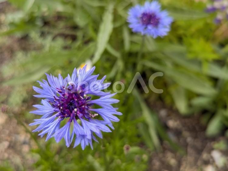 青のヤグルマギクの花のクローズアップ ヤグルマギク,青,八重咲きの写真素材
