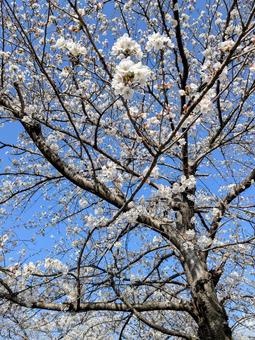 桜の木 桜の木の写真