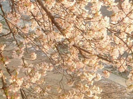 桜 桜の写真