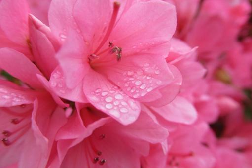 花びらに雨粒を乗せるピンクのツツジ 花びらに雨粒を乗せるピンクのツツジ ツツジ,花,植物の写真素材