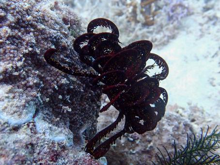 ウミシダ ウミシダ ウミシダ,棘皮動物,海の生き物の写真素材
