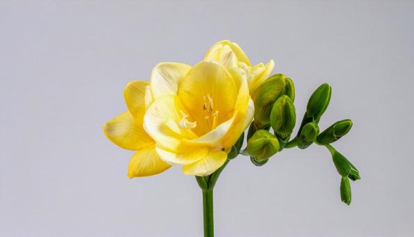 フリージアの花 フリージアの花の写真