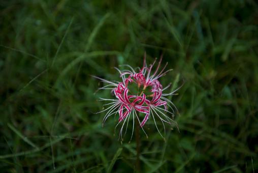 一輪の彼岸花 彼岸花,背景暗め,一輪の写真素材