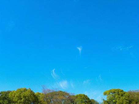 春の青空 春の青空の写真