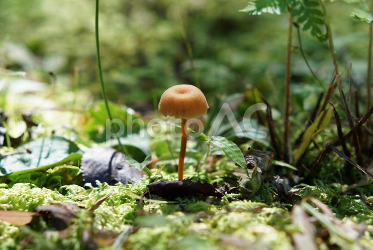 メルヘンチックな森の世界　小さなキノコ 自然,森,キノコの写真素材