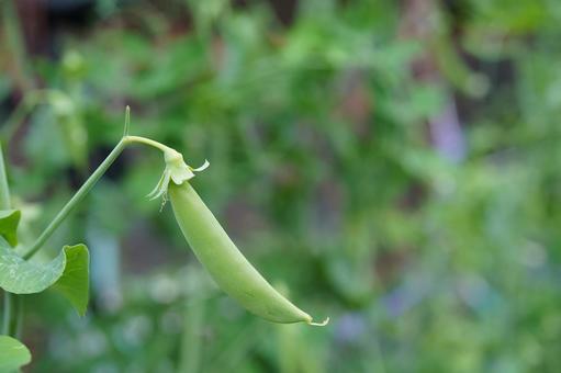 スナップえんどう スナップえんどう スナップえんどう,家庭菜園,えんどう豆の写真素材